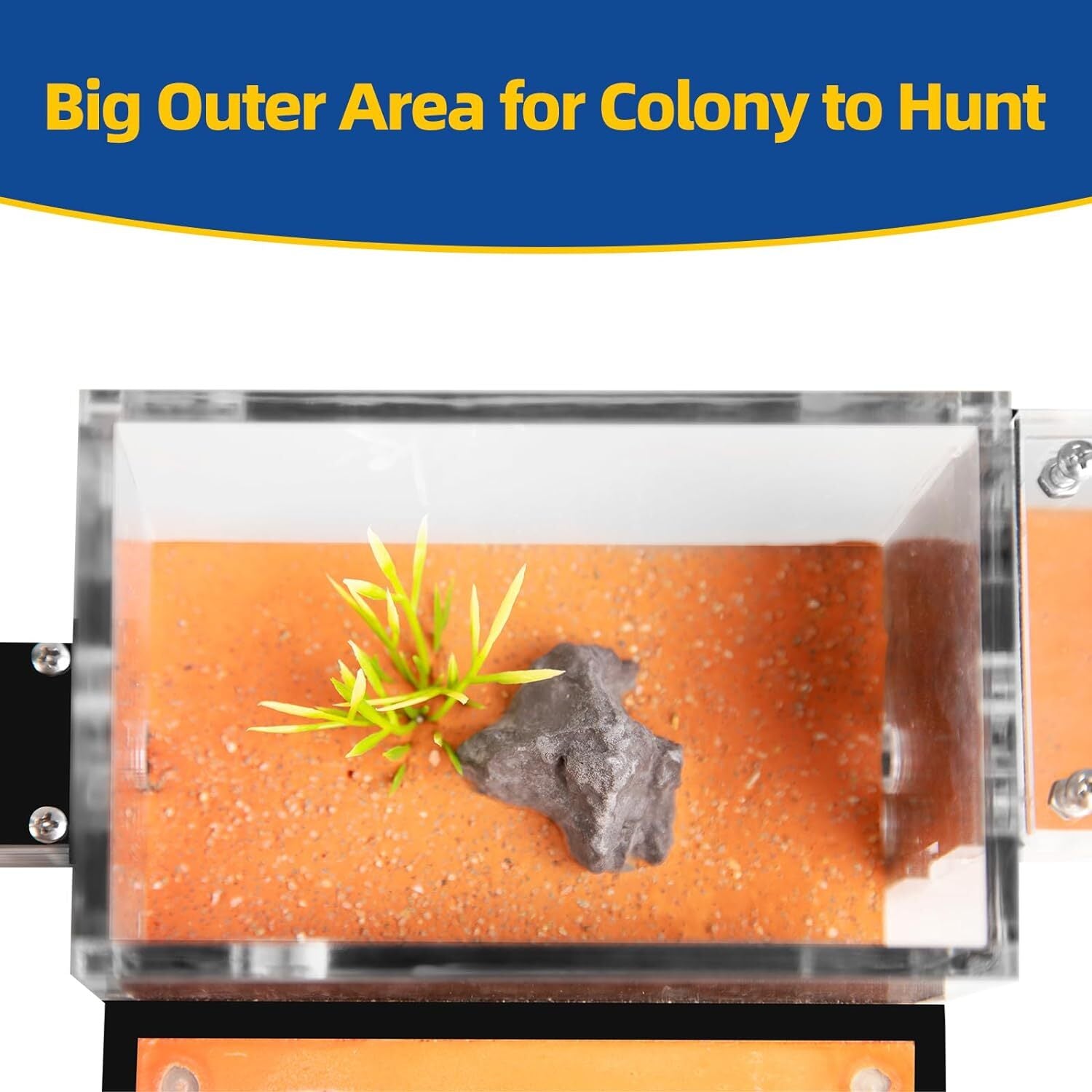Ant Nest Ant House for ant Farm for Adults Study of Ant Behavior Ant Terrarium