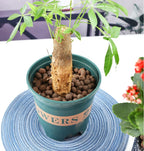 10L Clay Pebbles Clay Balls for Gardening Plants Drainage Aquaponics Hydroponics