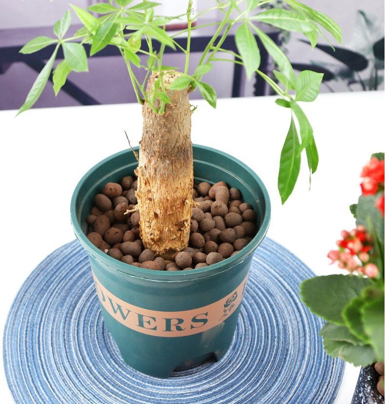 10L Clay Pebbles Clay Balls for Gardening Plants Drainage Aquaponics Hydroponics